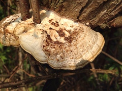 Daedaleopsis confragosa
