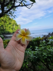 Plumeria rubra image