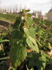 Lamium purpureum