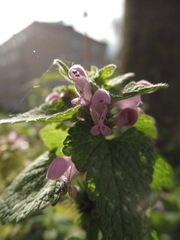Lamium purpureum