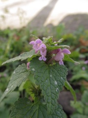 Lamium purpureum