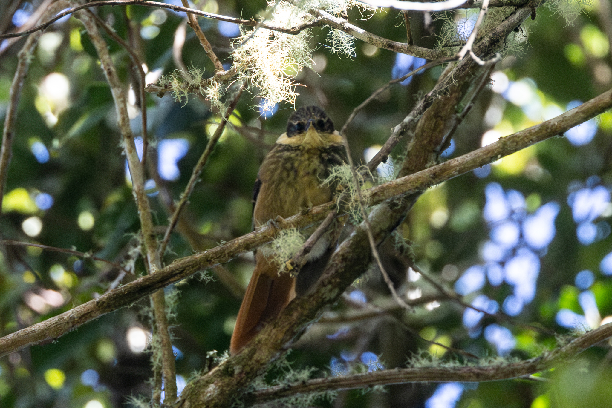 Buffy Tuftedcheek (Pseudocolaptes lawrencii), photo 3