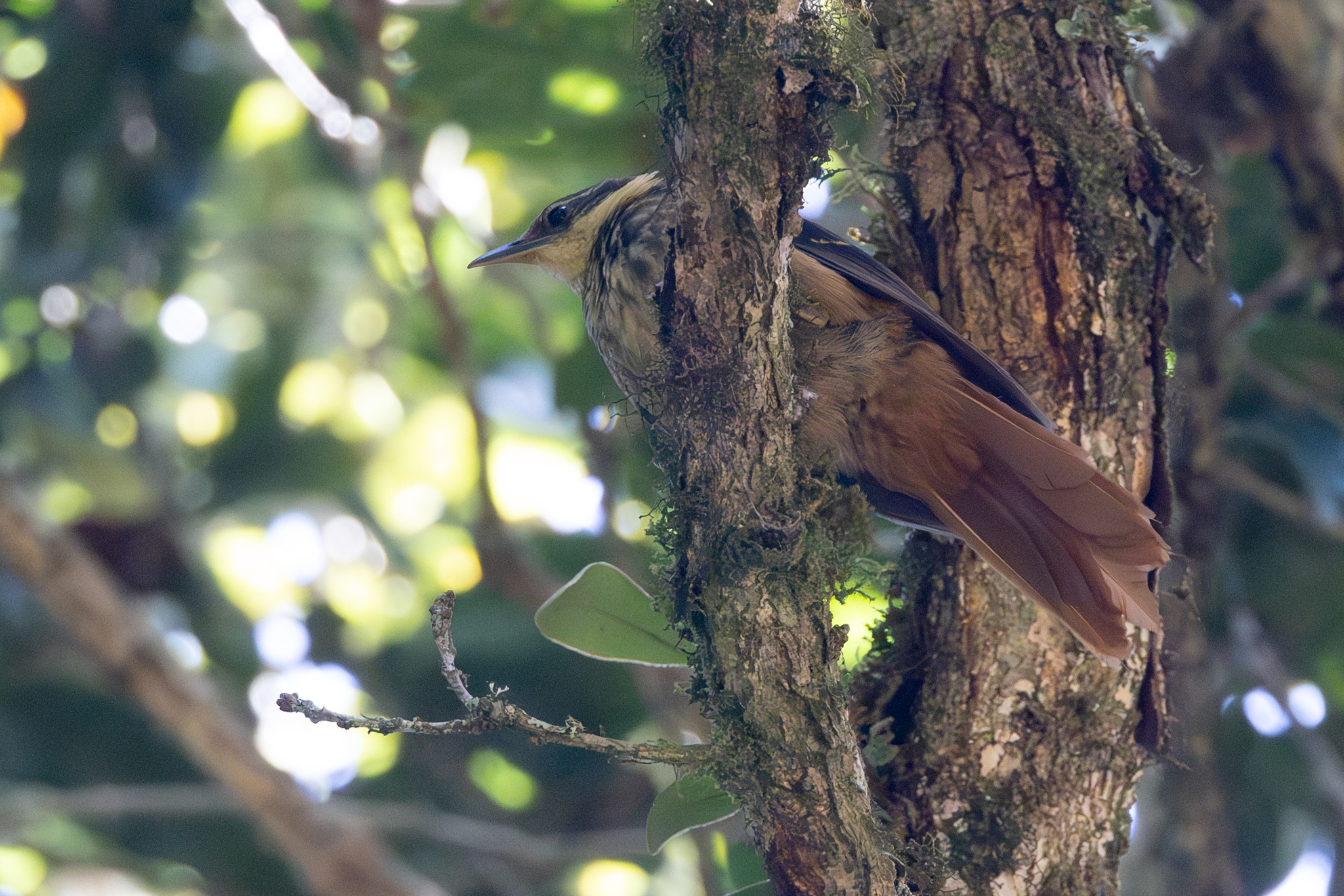Buffy Tuftedcheek (Pseudocolaptes lawrencii), photo 5