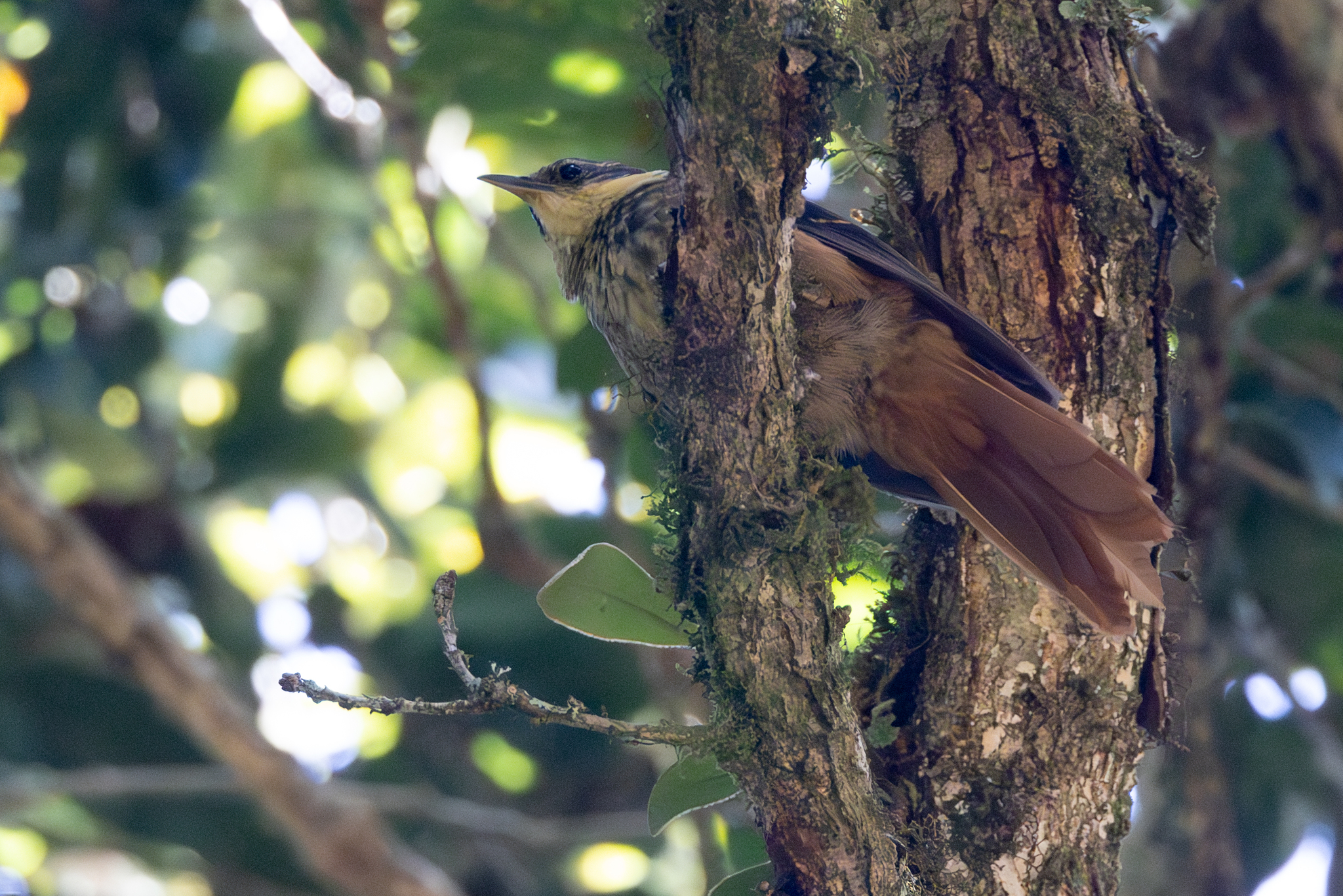Buffy Tuftedcheek (Pseudocolaptes lawrencii), photo 4