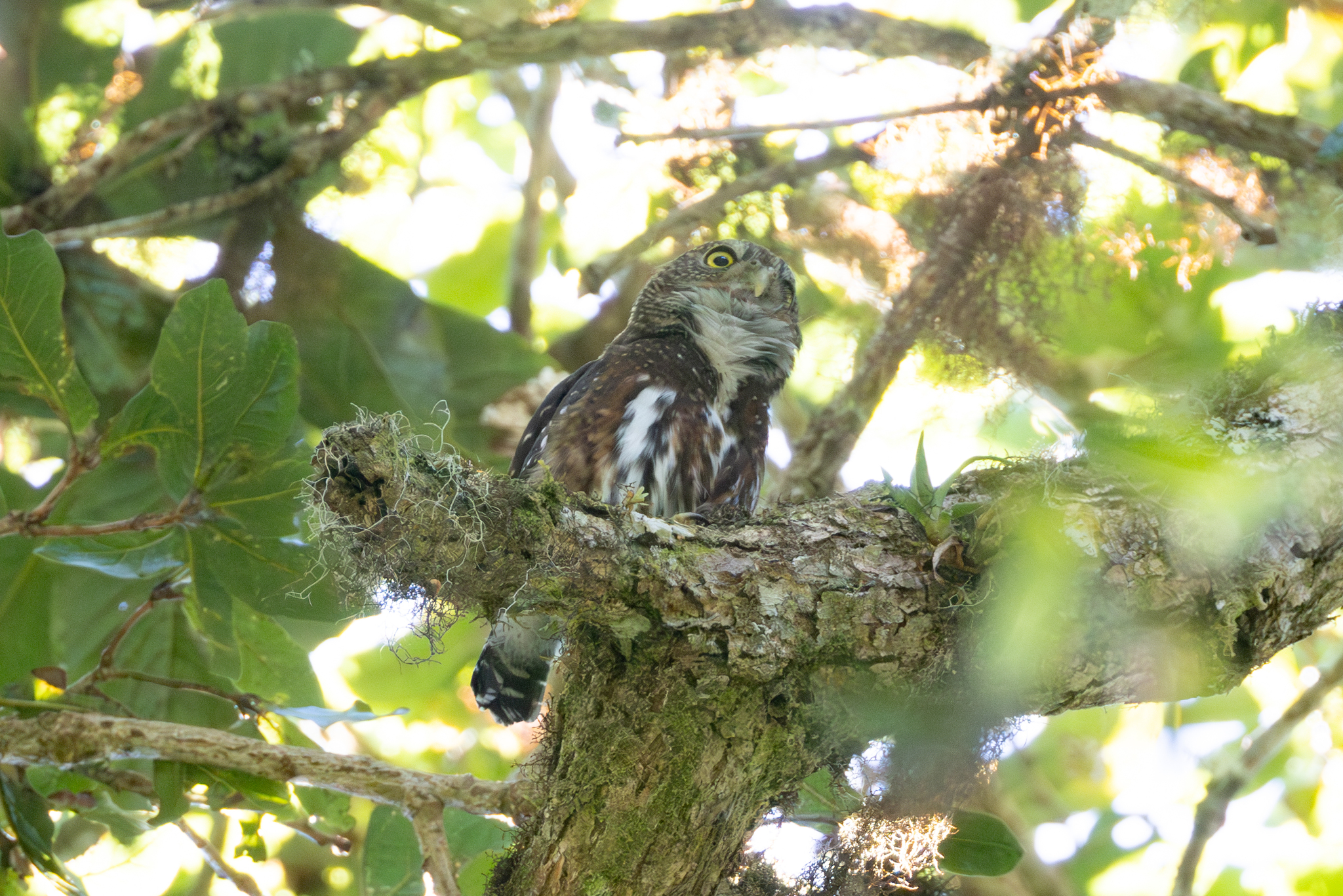 Costa Rican Pygmy Owl (Glaucidium costaricanum), photo 6
