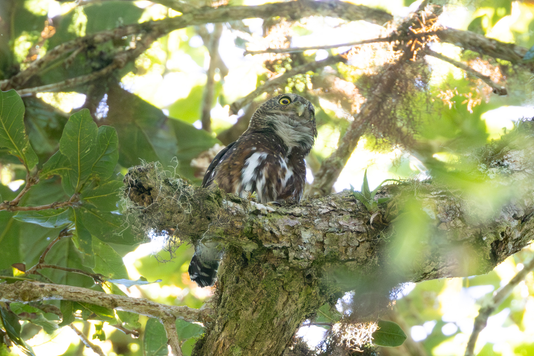 Costa Rican Pygmy Owl (Glaucidium costaricanum), photo 7