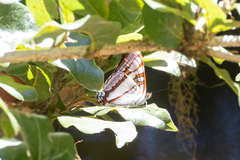 Image of Adelpha diocles