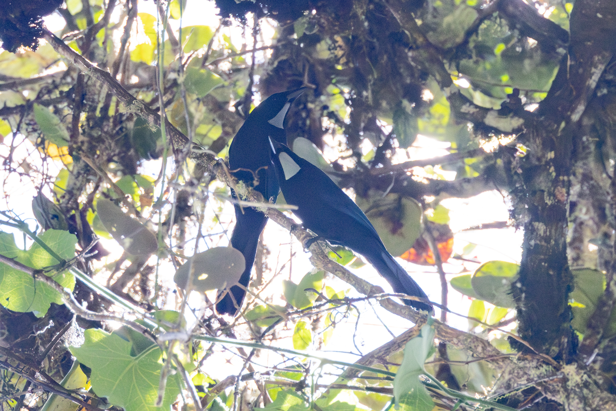 Silvery-throated Jay (Cyanolyca argentigula), photo 1