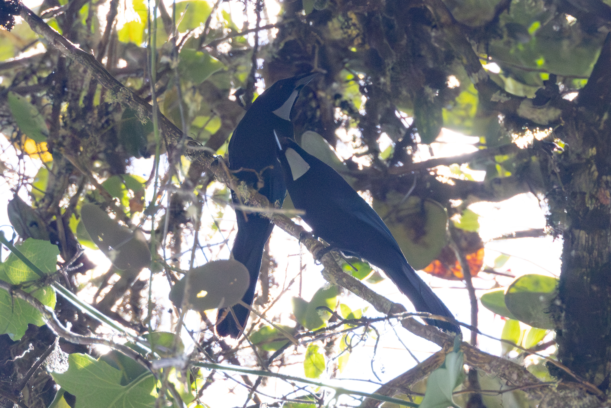 Silvery-throated Jay (Cyanolyca argentigula), photo 2