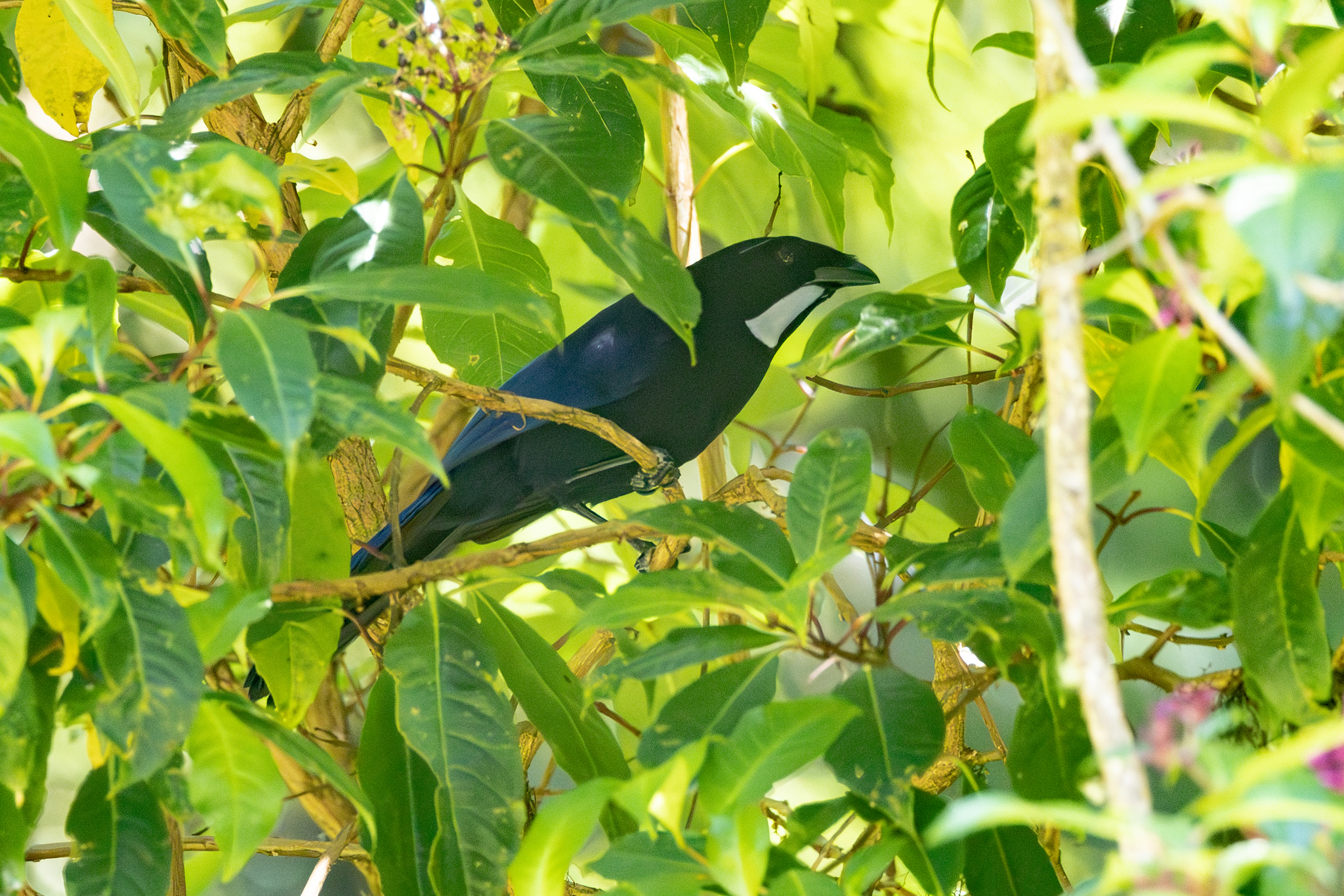 Silvery-throated Jay (Cyanolyca argentigula), photo 4