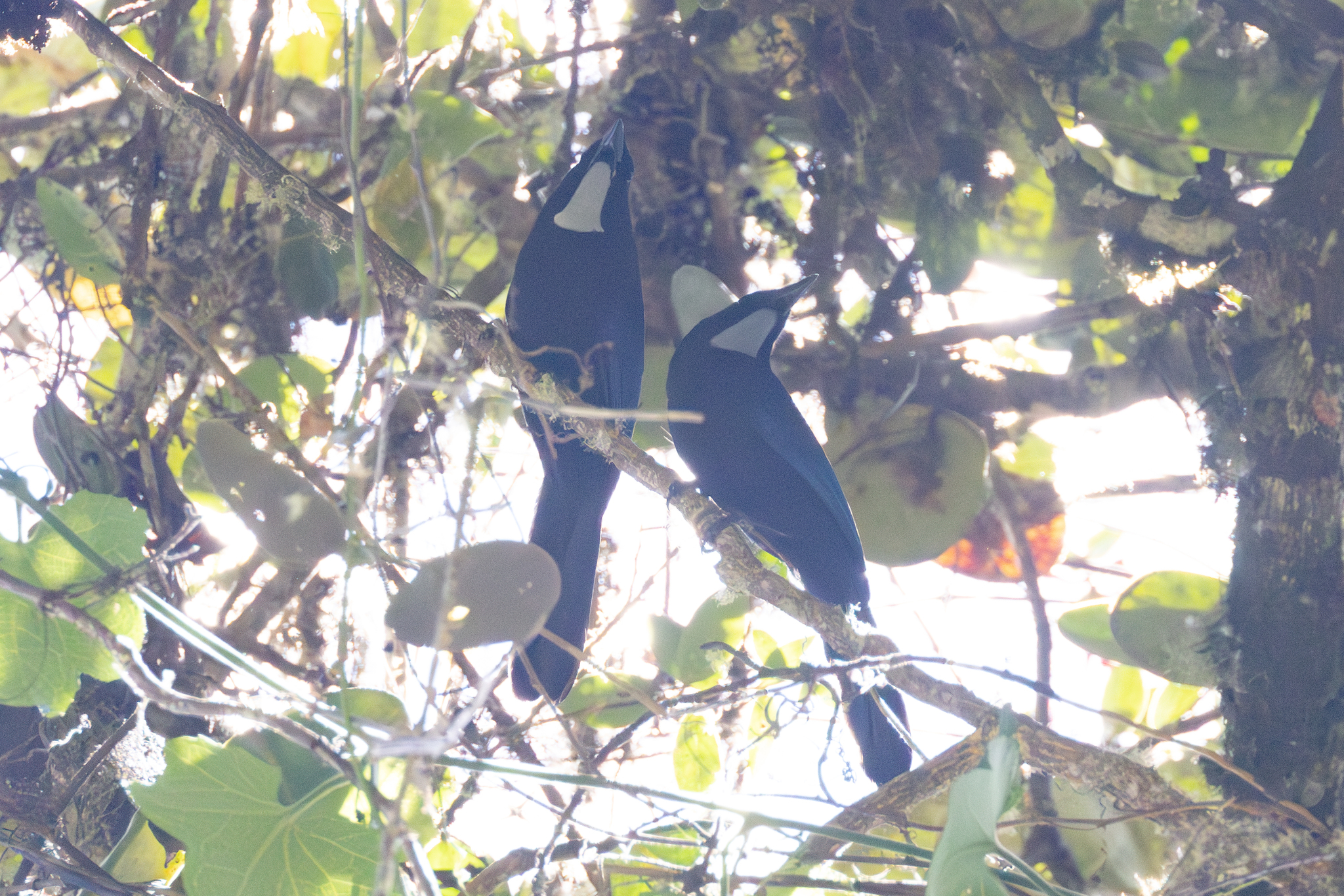 Silvery-throated Jay (Cyanolyca argentigula), photo 3