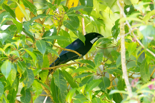 Silvery-throated Jay (Cyanolyca argentigula), photo 9