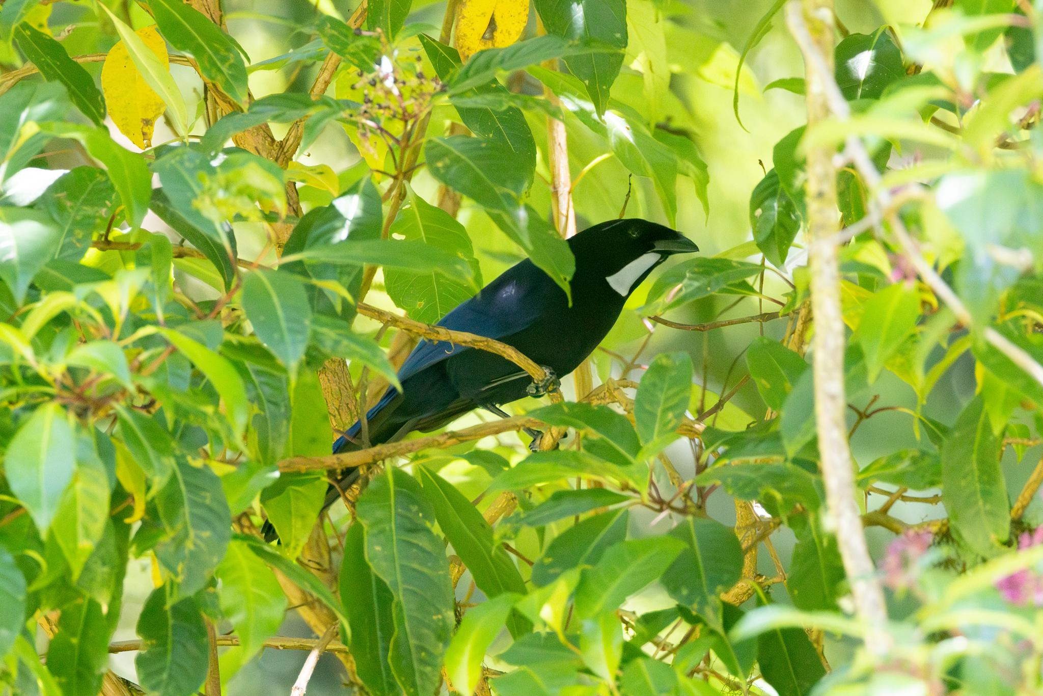 Silvery-throated Jay (Cyanolyca argentigula), photo 5