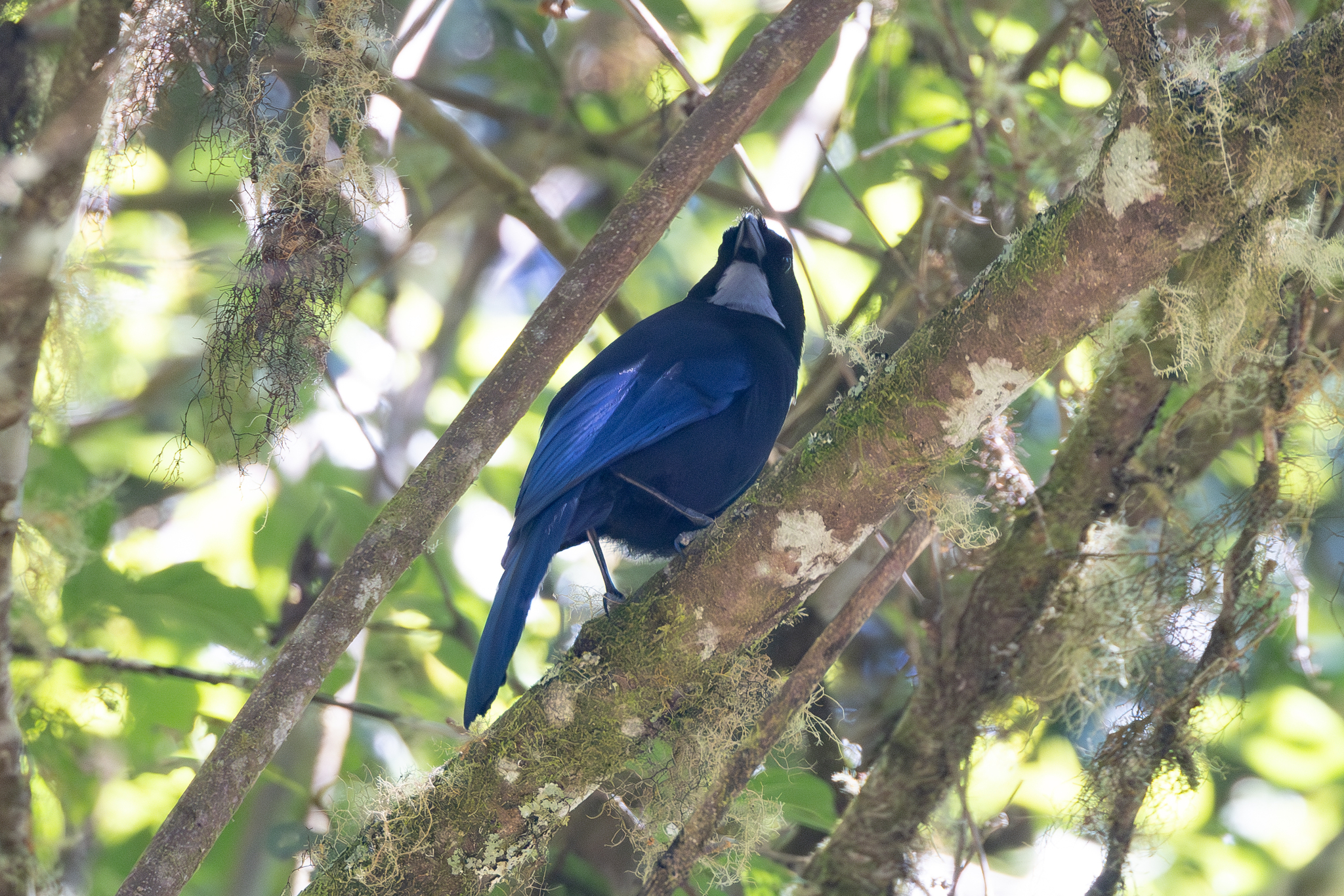 Silvery-throated Jay (Cyanolyca argentigula), photo 7