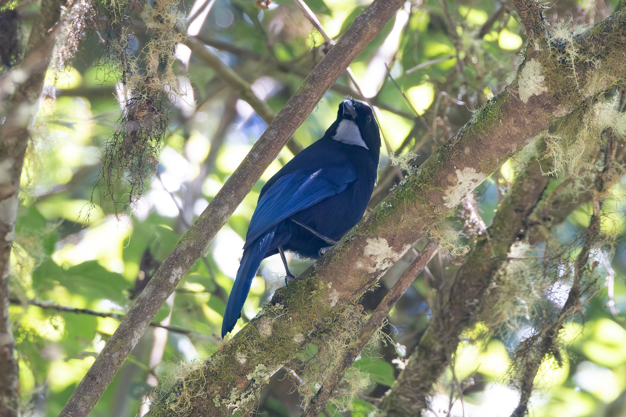 Silvery-throated Jay (Cyanolyca argentigula), photo 6