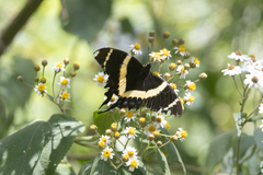 Papilio garamas image
