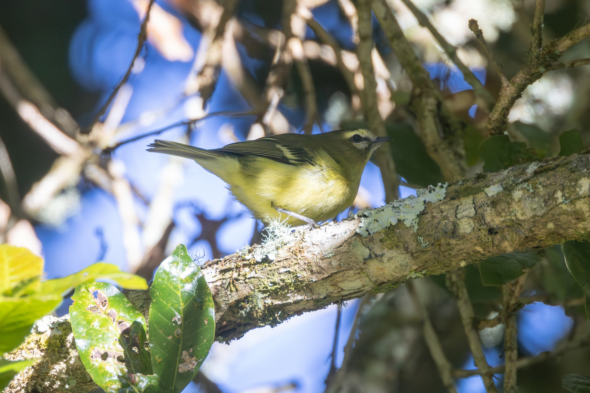 Yellow-winged Vireo (Vireo carmioli), photo 8