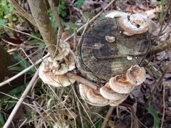 Daedaleopsis confragosa
