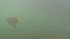 Monodactylus argenteus
