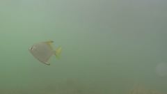 Monodactylus argenteus