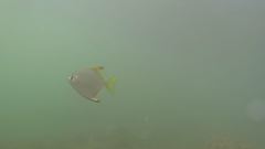 Monodactylus argenteus