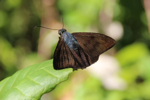 Astraptes cassander