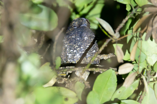 Dusky Nightjar (Antrostomus saturatus)