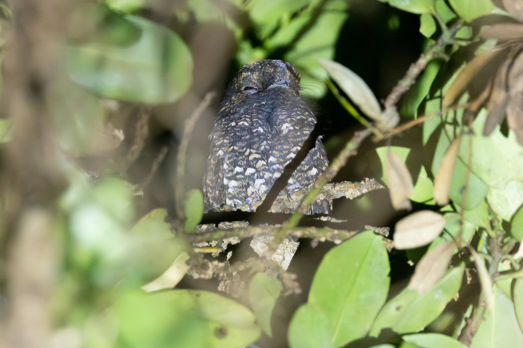 Dusky Nightjar (Antrostomus saturatus), photo 1