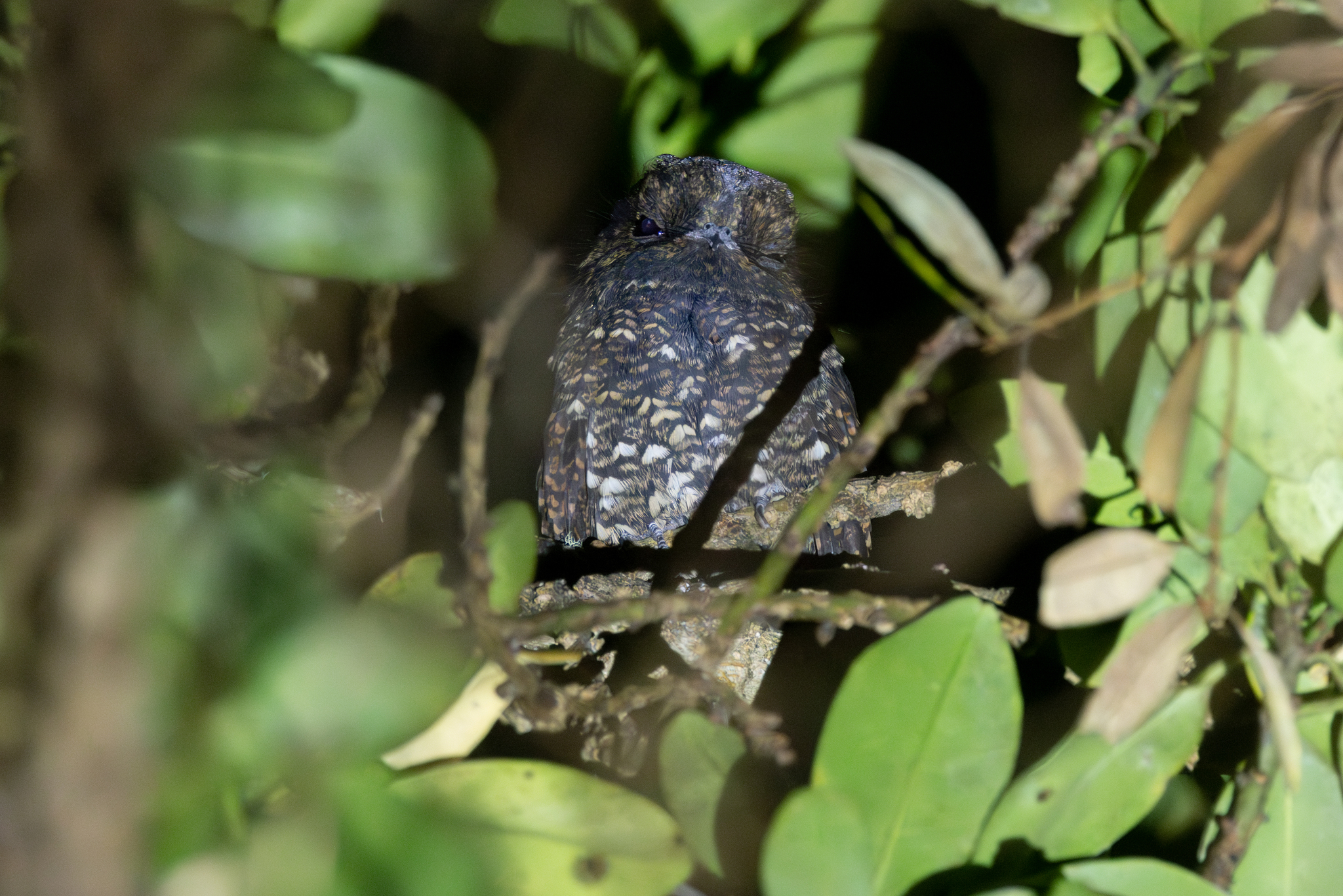Dusky Nightjar (Antrostomus saturatus), photo 2