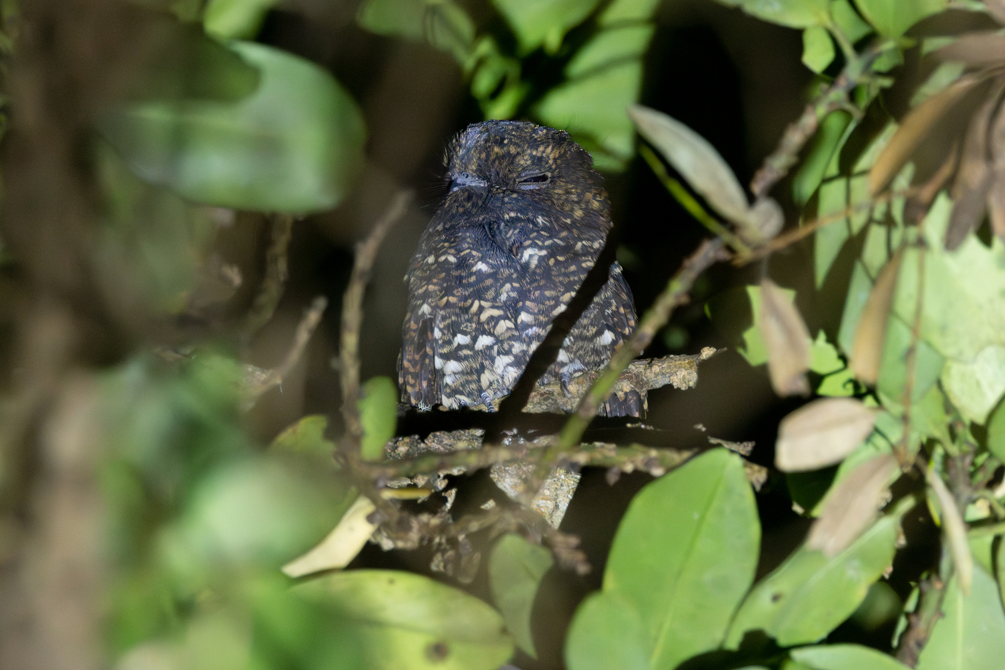 Dusky Nightjar (Antrostomus saturatus), photo 3