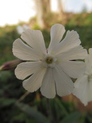 Silene latifolia