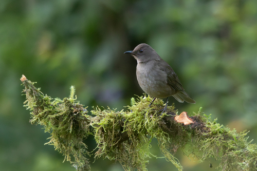 Mountain Thrush (Turdus plebejus), photo 6