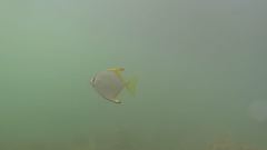 Monodactylus argenteus