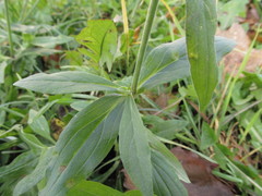 Silene latifolia
