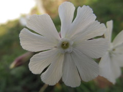 Silene latifolia