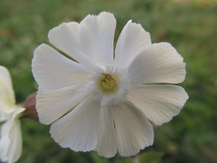 Silene latifolia
