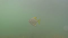 Monodactylus argenteus