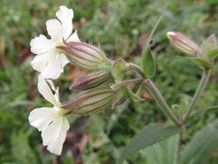 Silene latifolia