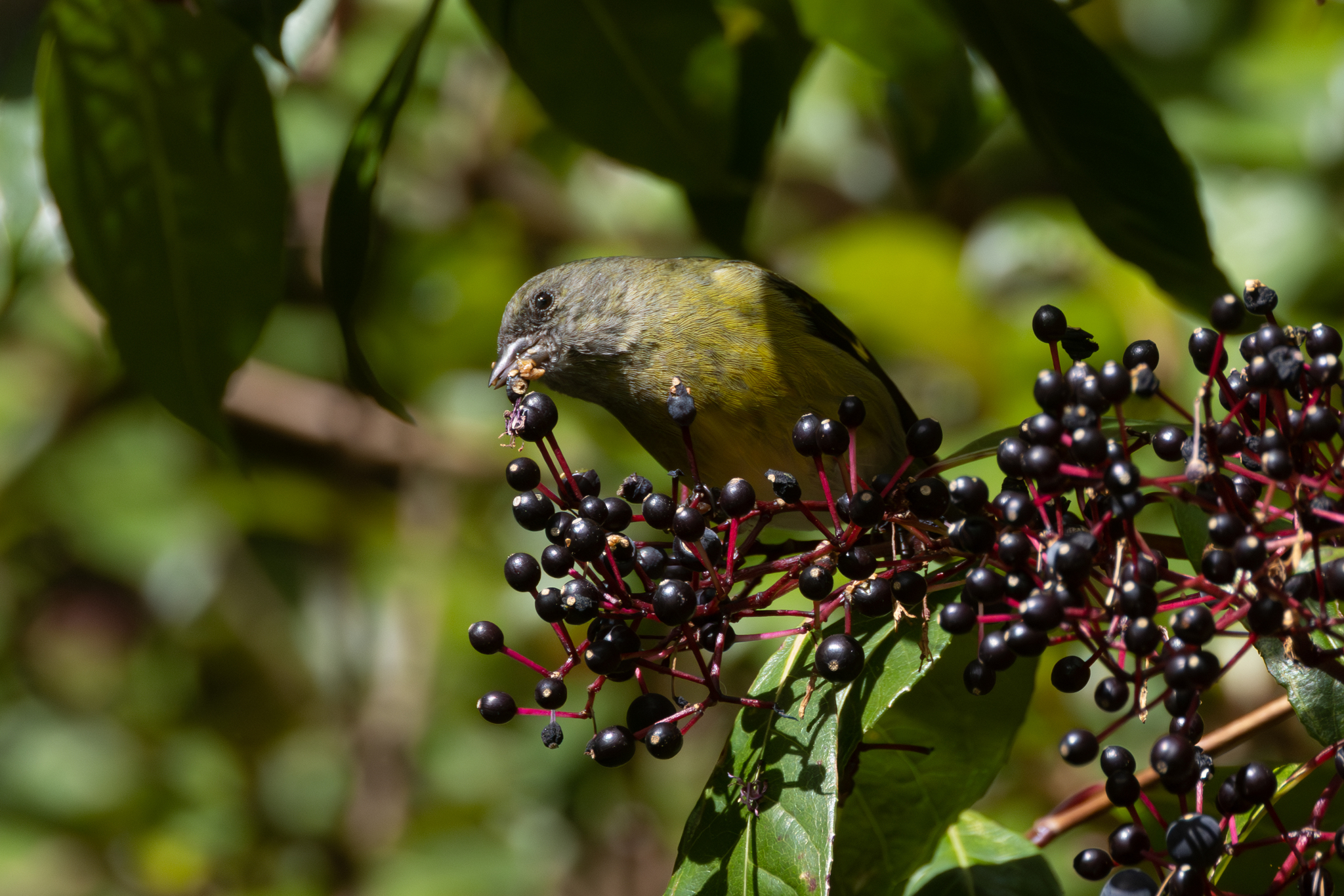 Yellow-bellied Siskin (Spinus xanthogastrus)