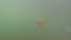 Monodactylus argenteus
