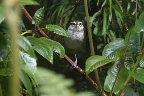 Timberline Wren (Thryorchilus browni), photo 4