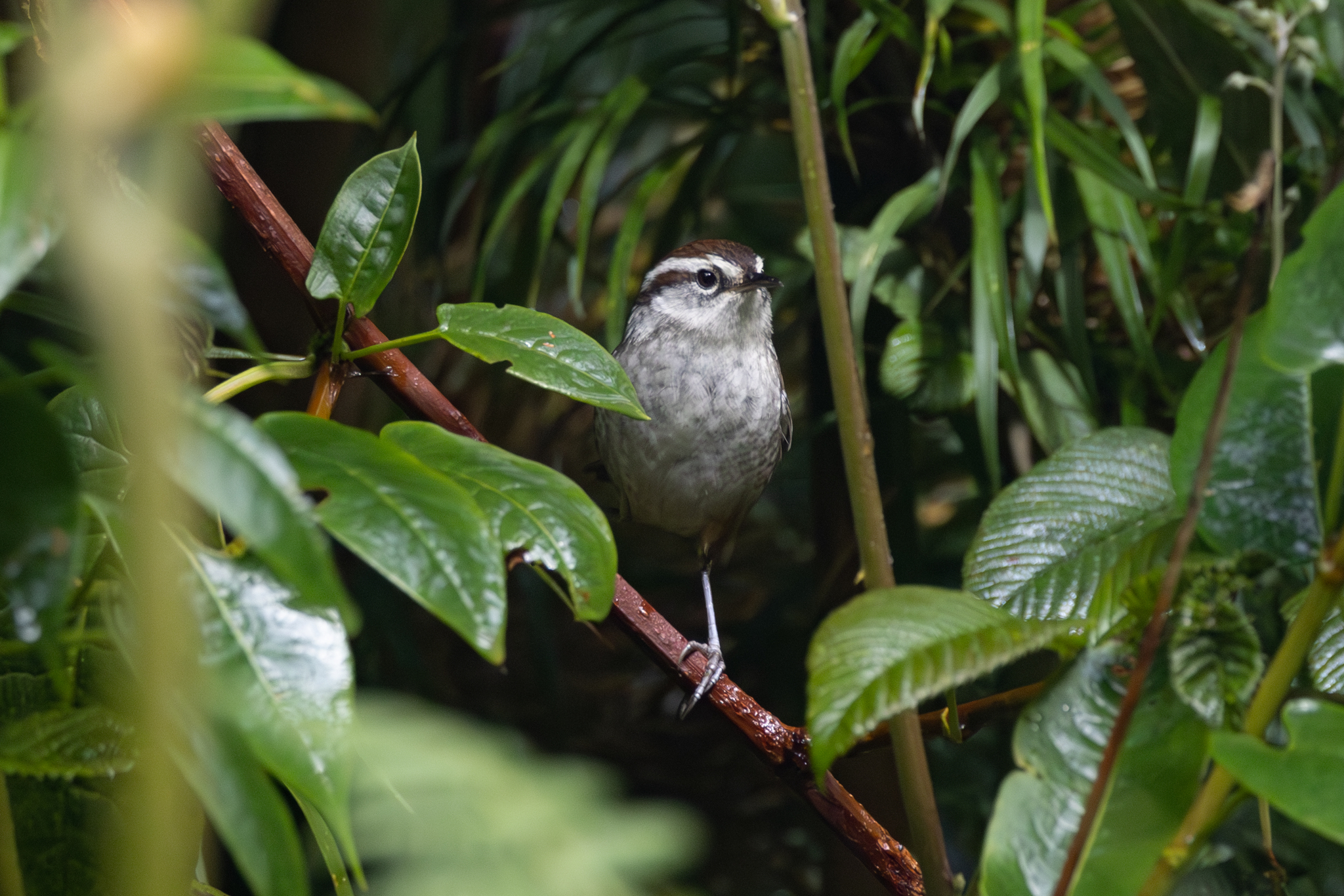 Timberline Wren illustration