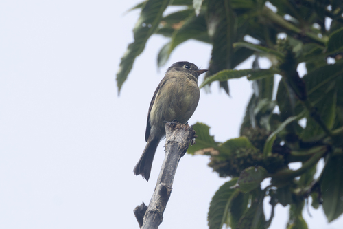 Black-capped Flycatcher (Empidonax atriceps)