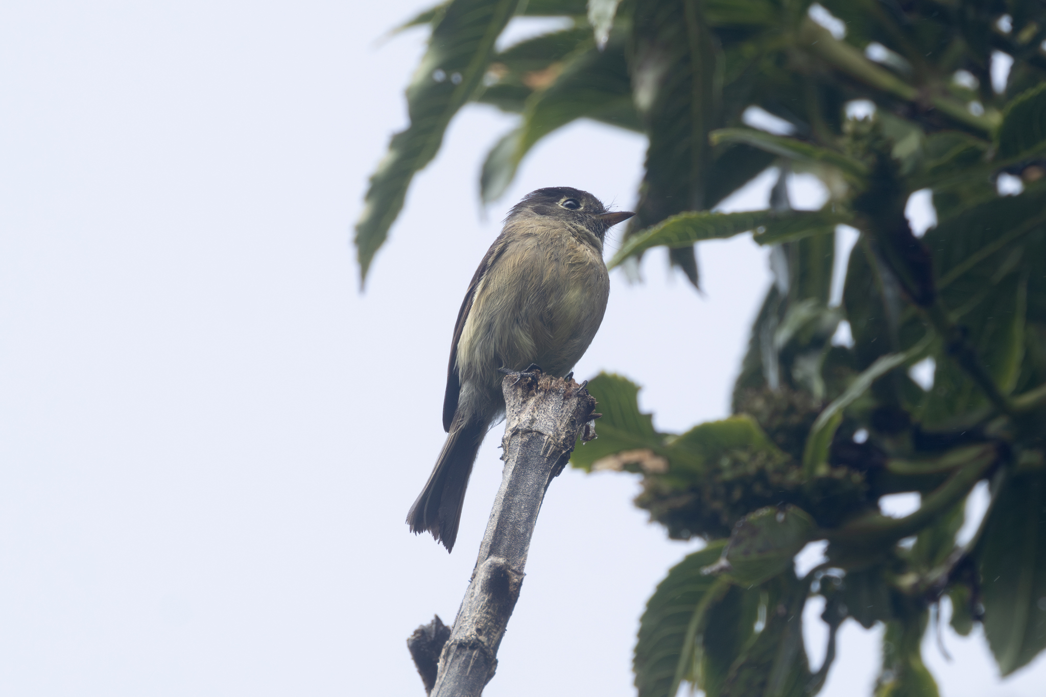 Black-capped Flycatcher (Empidonax atriceps)
