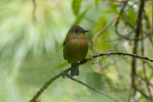 Ochraceous Pewee (Contopus ochraceus), photo 7