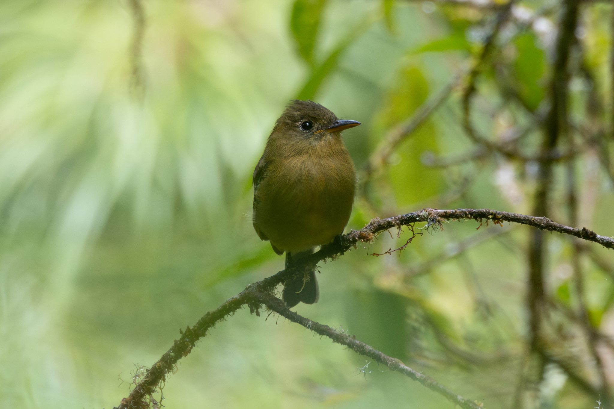 Ochraceous Pewee (Contopus ochraceus), photo 7