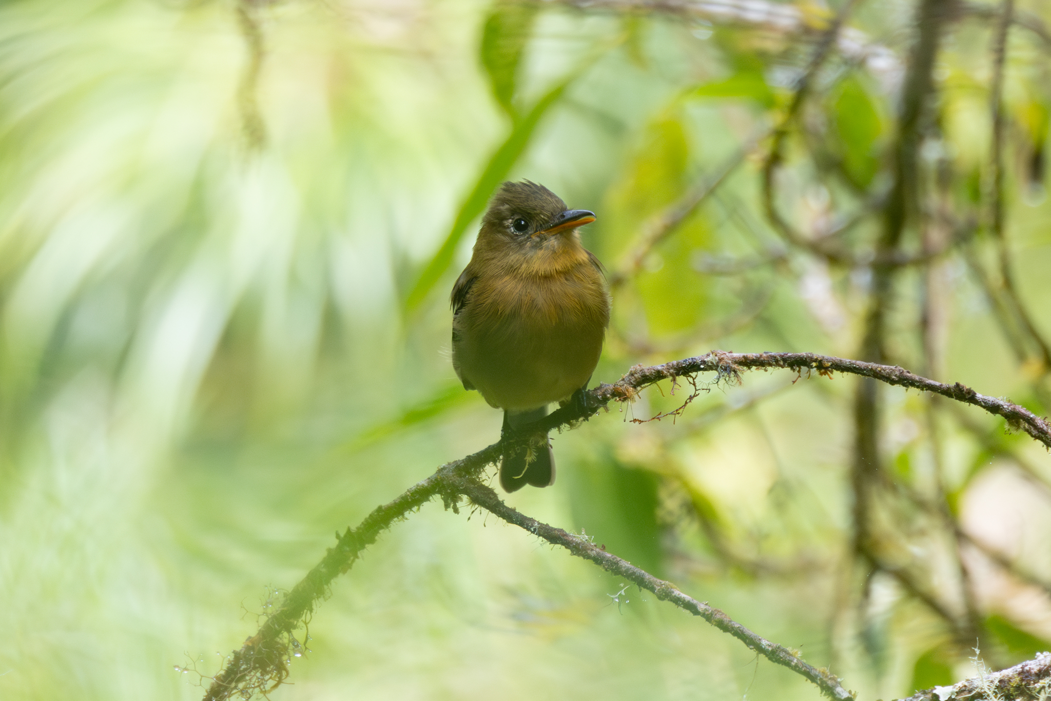 Ochraceous Pewee (Contopus ochraceus), photo 2