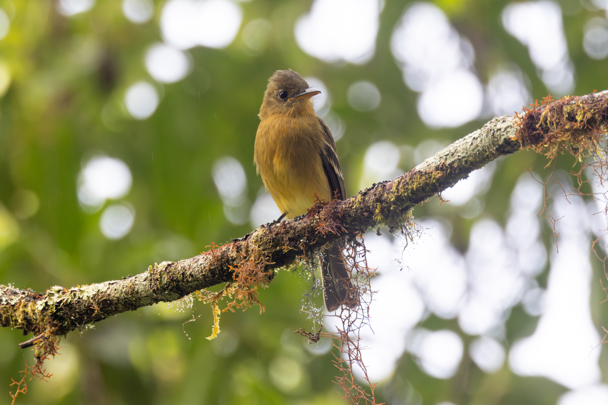 Ochraceous Pewee (Contopus ochraceus), photo 1