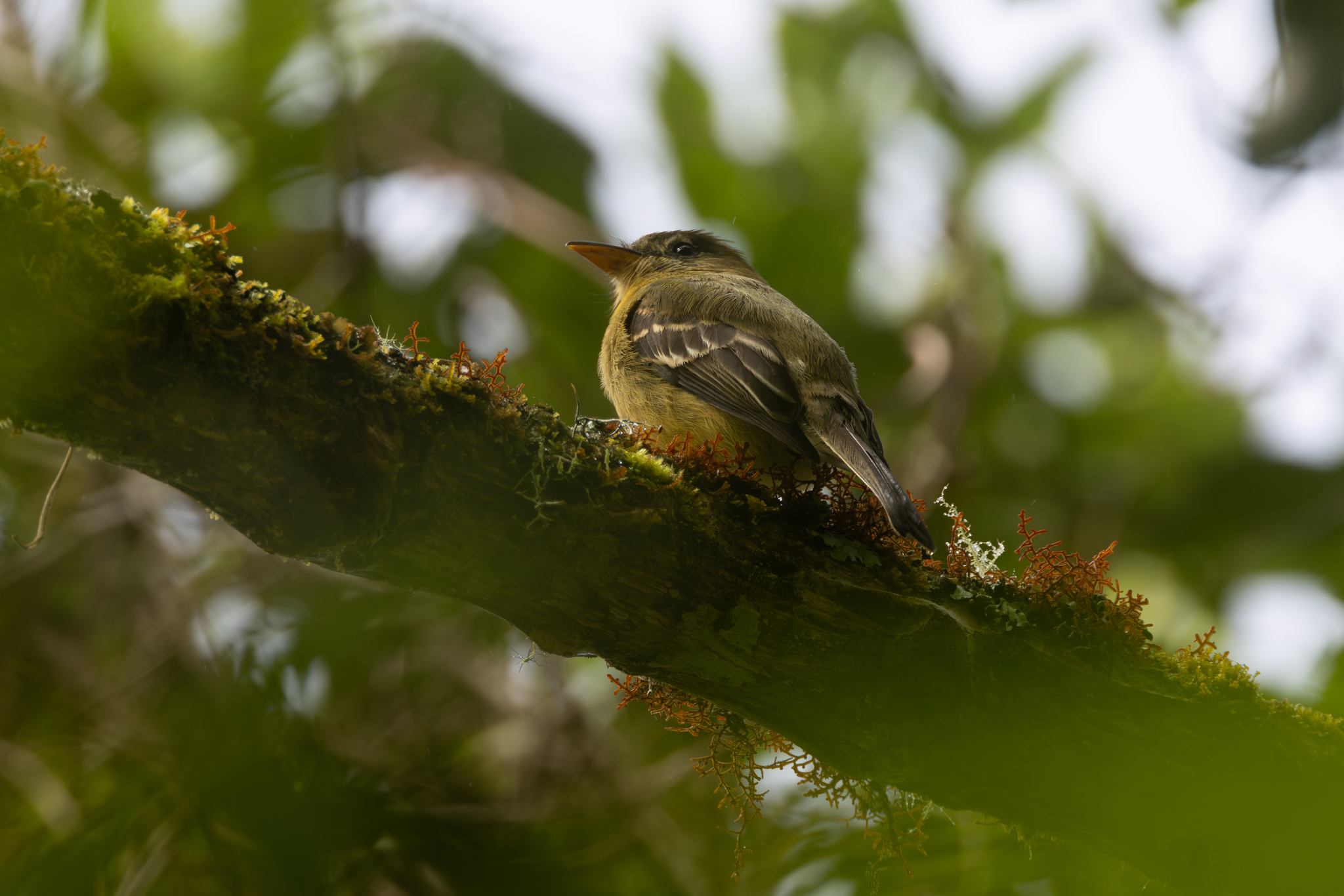 Ochraceous Pewee (Contopus ochraceus), photo 10