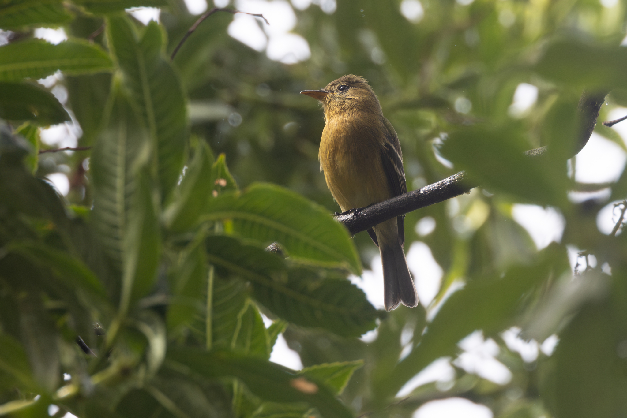 Ochraceous Pewee (Contopus ochraceus), photo 9